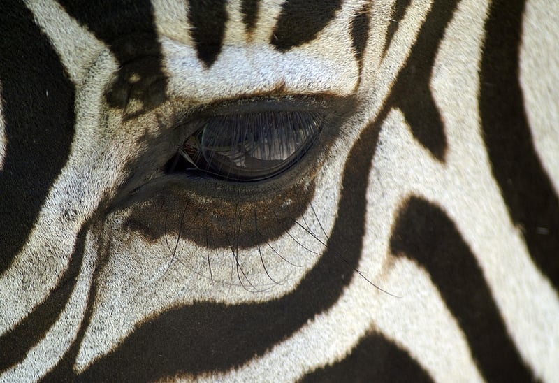 Safari Guide with Zebra