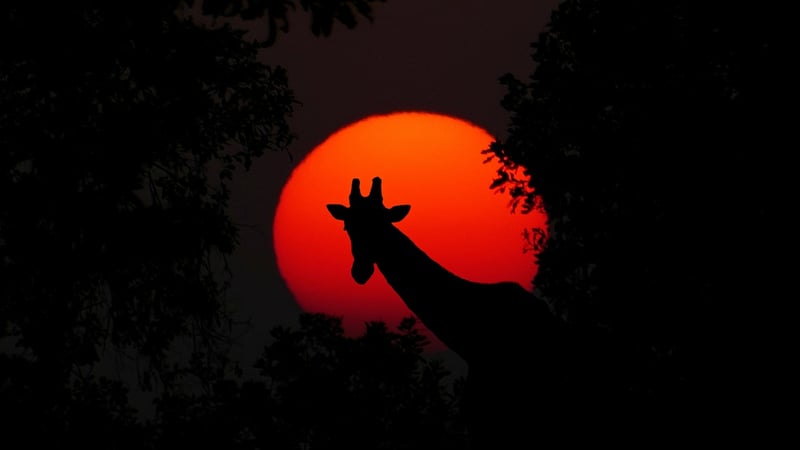 Sunset Safari